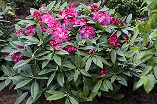 Rhododendron Hybr.'Berliner Liebe' 5L 30-40 Rhododendron 'Berliner Liebe',winterhart, deutsche Baumschulqualität, im Topf für optimales anwachsen von PlantaPro