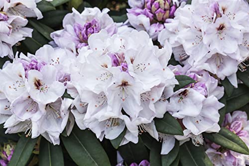 Rhododendron Hybr.'Bismarck' C 5 30-40 Rhododendron 'Bismarck',winterhart, deutsche Baumschulqualität, im Topf für optimales anwachsen von PlantaPro