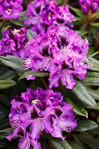 Rhododendron Hybr.'Blaue Jungs' C 5 30-40 von PlantaPro