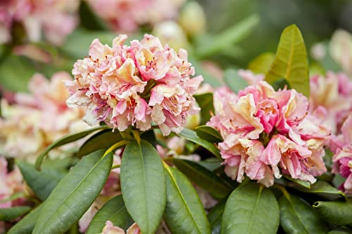 Rhododendron Hybr. 'Brasilia' 30-40 cm - Rhododendron, rosa Blüten, Blütezeit Mai-Juni, ideal für halbschattige Standorte, immergrün, pflegeleicht von PlantaPro