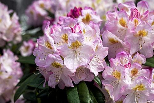Rhododendron Hybr.'Brigitte' C 7,5 40-50 Rhododendron-Hybride 'Brigitte',winterhart, deutsche Baumschulqualität, im Topf für optimales anwachsen von PlantaPro