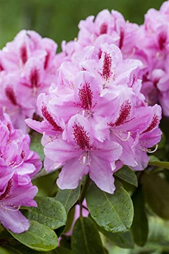 Rhododendron Hybr.'Furnivall's Daughter' C12 60-70 von PlantaPro