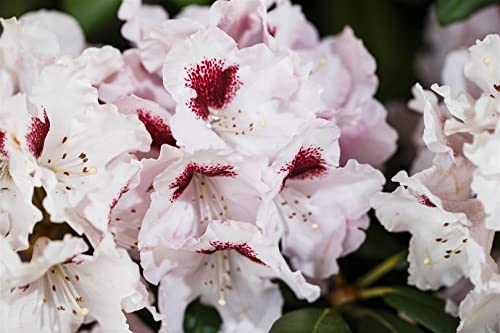 Rhododendron Hybr.'Graffito' -R- C 5 30-40 Rhododendron-Hybride 'Graffito'®,winterhart, deutsche Baumschulqualität, im Topf für optimales anwachsen von PlantaPro