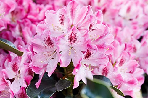 Rhododendron Hybr.'Helen Martin' C 7,5 40-50 Rhododendron 'Helen Martin',winterhart, deutsche Baumschulqualität, im Topf für optimales anwachsen von PlantaPro
