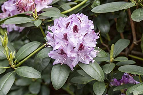 Rhododendron Hybr.'Humboldt' C 5 30-40 Rhododendron 'Humboldt',winterhart, deutsche Baumschulqualität, im Topf für optimales anwachsen von PlantaPro