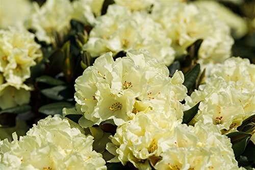 Rhododendron Hybr.'INKARHO-Dufthecke', gelb C 7,5 INKARHO -R- 40-50 Rhododendron 'INKARHO® Gelbe Dufthecke',winterhart, deutsche Baumschulqualität, im Topf für optimales anwachsen von PlantaPro