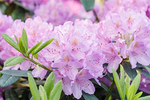 Rhododendron Hybr. 'INKARHO-Dufthecke' 40-50 cm - lila Blüten, duftend, ideal für Hecken, pflegeleicht, winterhart von PlantaPro