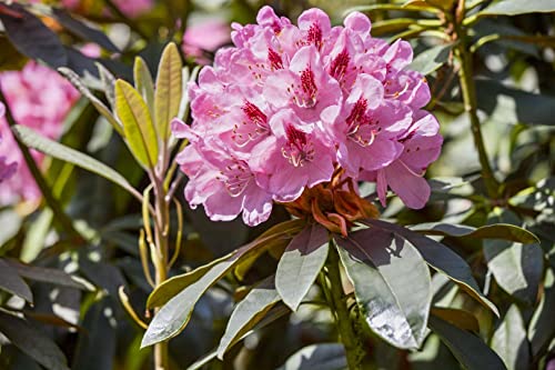 Rhododendron Hybr.'Lady Annet.de Trafford' C 5 30-40 Rhododendron 'Lady Annet de Trafford',winterhart, deutsche Baumschulqualität, im Topf für optimales anwachsen von PlantaPro