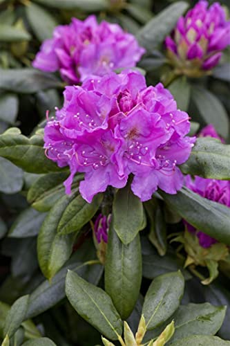 Rhododendron Hybr. 'Lee's Dark Purple' 40-50 cm - Rhododendron, dunkelviolette Blüten, Blütezeit Mai-Juni, ideal für Halbschatten, winterhart und pflegeleicht von PlantaPro