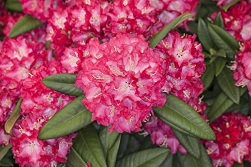 Rhododendron Hybr.'Nofretete' C 5 30-40 Rhododendron 'Nofretete',winterhart, deutsche Baumschulqualität, im Topf für optimales anwachsen von PlantaPro