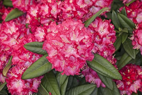 Rhododendron Hybr. 'Nofretete' 30-40 cm - Rhododendron, rosa Blüten, Blütezeit Mai-Juni, ideal für Halbschatten, immergrün, winterhart von PlantaPro