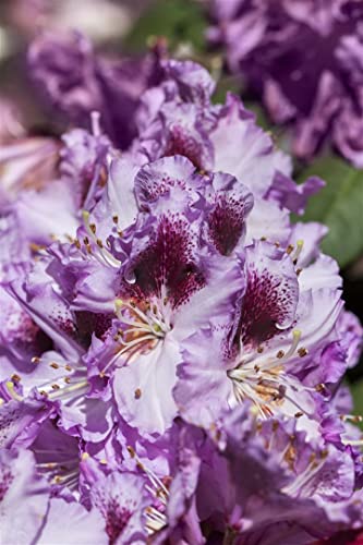 Rhododendron Hybr. 'Pfauenauge' 30-40 cm - Rhododendron, violette Blüten mit gelbem Auge, Blütezeit Mai-Juni, ideal für Halbschatten, winterhart und pflegeleicht von PlantaPro