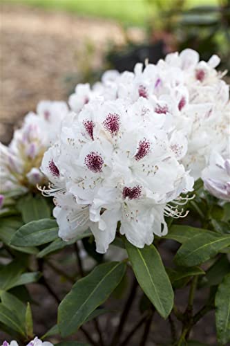 Rhododendron Hybr.'Schneebukett' C 7,5 40-50 Rhododendron-Hybride 'Schneebukett',winterhart, deutsche Baumschulqualität, im Topf für optimales anwachsen von PlantaPro