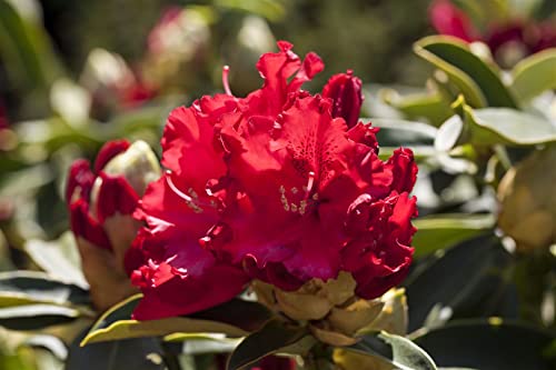 Rhododendron Hybr.'Wilgen's Ruby' C 7,5 40-50 Rhododendron 'Wilgen´s Ruby',winterhart, deutsche Baumschulqualität, im Topf für optimales anwachsen von PlantaPro