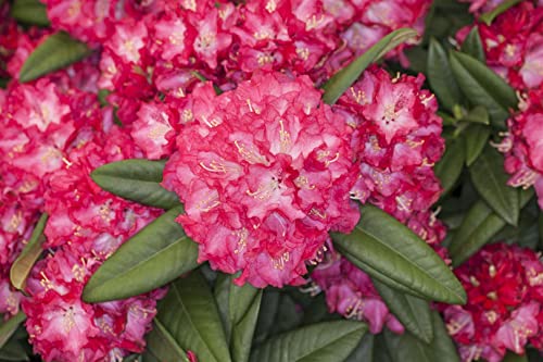Rhododendron 'Nofretete' - Winterharte Gartenpflanze, Größe 3, Container 5L, Blütenpracht 30-40cm, Pflegeleicht von PlantaPro