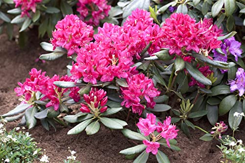 Rhododendron 'Nova Zembla' 40-50 cm - Rhododendron, leuchtend rote Blüten, Blütezeit Mai-Juni, ideal für halbschattige Standorte, winterhart und pflegeleicht Rhododendron 'Nova Zembla' 40-50 cm - Rhododendron, leuchtend rote Blüten, Blütezeit Mai-Juni, ideal für halbschattige Standorte, winterhart und pflegeleicht von PlantaPro