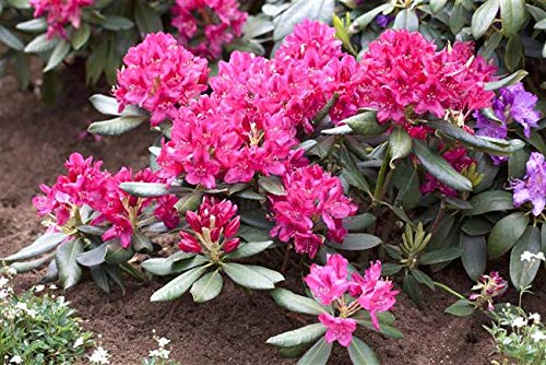 Rhododendron 'Nova Zembla' 30–40 cm – Winterhart, Immergrün, Mehrjährig – Alpenrose – Zierstrauch für Garten & Kübel von PlantaPro