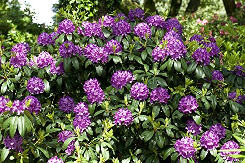 Rhododendron 'Catawbiense Grandiflorum' 40-50 cm - Rhododendron, lila Blüten, Blütezeit Mai-Juni, ideal für Halbschatten, winterhart und pflegeleicht von PlantaPro