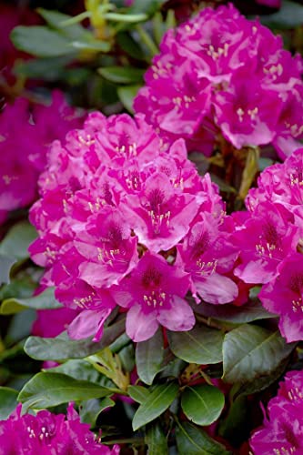 Rhododendron 'Nova Zembla' 40-50 cm - rote Blüten, Blütezeit Mai-Juni, ideal für Kübel und Rabatten, immergrün, winterhart von PlantaPro