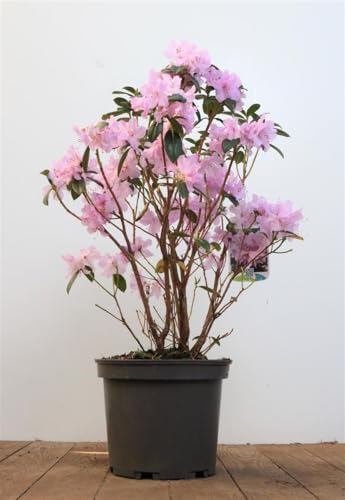 Rhododendron 'Praecox' 20-25 cm - Früher Rhododendron, zartviolette Blüten, Blütezeit März-April, ideal für Kübel und Rabatten, winterhart Rhododendron 'Praecox' 20-25 cm - Früher Rhododendron, zartviolette Blüten, Blütezeit März-April, ideal für Kübel und Rabatten, winterhart von PlantaPro