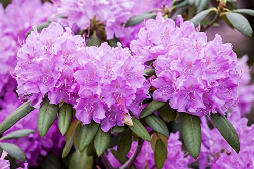 Rhododendron Roseum Elegans 40-50 cm winterhart, beliebte Sorten, blütenreich, im Topf gewachsen, kräftiger Wurzelballen, Anwuchsgarantie Rhododendron Roseum Elegans 40-50 cm winterhart, beliebte Sorten, blütenreich, im Topf gewachsen, kräftiger Wurzelballen, Anwuchsgarantie von PlantaPro
