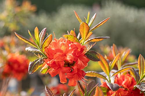Rhododendron Sorte - luteum Fireball 30-40 cm Pflanzen winterhart, beliebte Sorten, blütenreich, im Topf gewachsen, kräftiger Wurzelballen, Anwuchsgarantie von PlantaPro