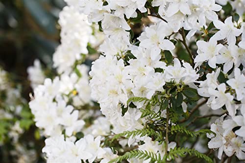 Rhododendron carolin.'Dora Amateis' C 2 20-25 Karolina-Rhododendron 'Dora Amateis',winterhart, deutsche Baumschulqualität, im Topf für optimales anwachsen von PlantaPro