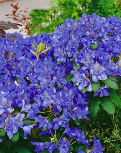 Rhododendron fastigiatum 'Intrifast' 30-40 cm - Zwerg-Rhododendron, violette Blüten, Blütezeit April-Mai, ideal für Steingärten, winterhart und pflegeleicht von PlantaPro