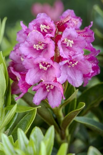 Rhododendron ferrugineum 12-15 cm - Rostroter Alpenrose, rosa Blüten, Blütezeit Juni-Juli, ideal für Steingärten, winterhart und pflegeleicht Rhododendron ferrugineum 12-15 cm - Rostroter Alpenrose, rosa Blüten, Blütezeit Juni-Juli, ideal für Steingärten, winterhart und pflegeleicht von PlantaPro