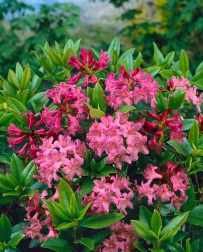 Rhododendron ferrugineum 'Tottenham' 12-15 cm - Alpenrose, rosa Blüten, Blütezeit Juni-Juli, ideal für Steingärten, immergrün, winterhart Rhododendron ferrugineum 'Tottenham' 12-15 cm - Alpenrose, rosa Blüten, Blütezeit Juni-Juli, ideal für Steingärten, immergrün, winterhart von PlantaPro