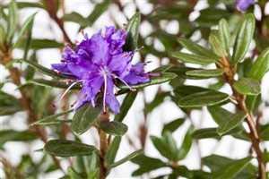 Rhododendron impeditum 'Azurika' Zwergalpenrose 20-25cm im Topf gewachsen von PlantaPro