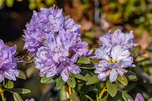 Rhododendron impeditum 'Blue Wonder' 20-25 cm - Zwerg-Rhododendron, blaue Blüten, Blütezeit April-Mai, ideal für Kübel, winterhart und pflegeleicht Rhododendron impeditum 'Blue Wonder' 20-25 cm - Zwerg-Rhododendron, blaue Blüten, Blütezeit April-Mai, ideal für Kübel, winterhart und pflegeleicht von PlantaPro