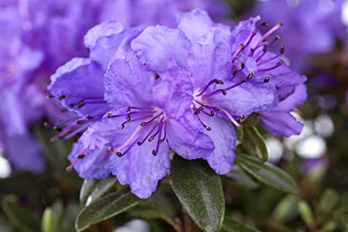 Rhododendron impeditum 'Gristede' 20-25 cm - Zwerg-Rhododendron, violette Blüten, Blütezeit April-Mai, ideal für Kübel, winterhart und pflegeleicht Rhododendron impeditum 'Gristede' 20-25 cm - Zwerg-Rhododendron, violette Blüten, Blütezeit April-Mai, ideal für Kübel, winterhart und pflegeleicht von PlantaPro