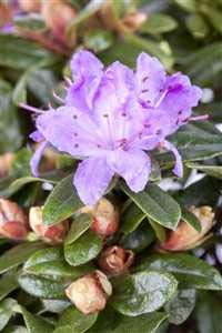 Rhododendron impeditum 'Moerheim' Zwergalpenrose 20-25cm im Topf gewachsen von PlantaPro