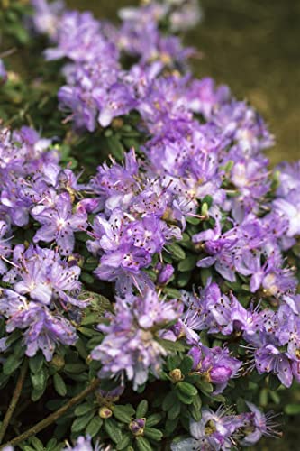 Rhododendron impeditum 'Ronny' 20-25 cm - Zwerg-Rhododendron, violette Blüten, Blütezeit April-Mai, ideal für Kübel, winterhart und pflegeleicht von PlantaPro