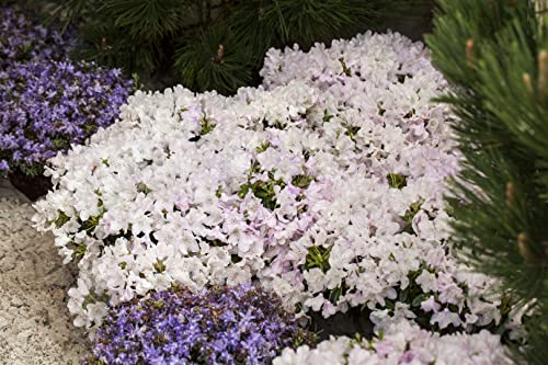 Rhododendron keleticum 'Robert Seleger' 20-25 cm - Zwerg-Rhododendron, rosa Blüten, Blütezeit Mai-Juni, ideal für Steingärten, winterhart und pflegeleicht von PlantaPro