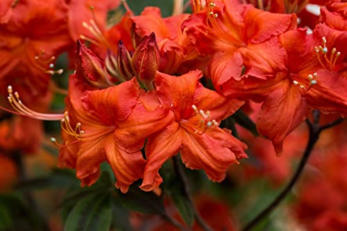 Rhododendron lut.'Balzac' C 5 40-50 Sommergrüne Azalee 'Balzac',winterhart, deutsche Baumschulqualität, im Topf für optimales anwachsen von PlantaPro