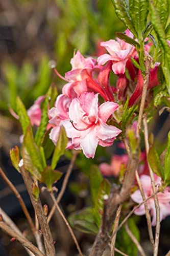 Rhododendron lut.'Corneille' C 5 40-50 Sommergrüne Azalee 'Corneille',winterhart, deutsche Baumschulqualität, im Topf für optimales anwachsen von PlantaPro