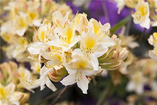 Rhododendron lut. 'Daviesii' Sommergrüne Azalee 40-60cm im Topf gewachsen von PlantaPro