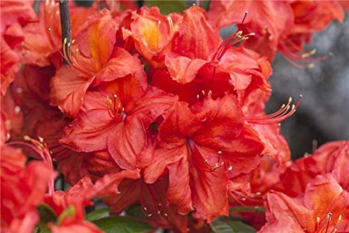 Rhododendron lut. 'Feuerwerk' Sommergrüne Azalee 40-60cm im Topf gewachsen von PlantaPro