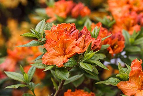 Rhododendron lut. 'Fireball' Sommergrüne Azalee 40-60cm im Topf gewachsen von PlantaPro