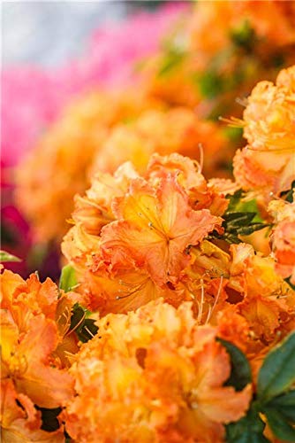 Rhododendron lut. 'Gibraltar' Sommergrüne Azalee 40-60cm im Topf gewachsen Rhododendron lut. 'Gibraltar' Sommergrüne Azalee 40-60cm im Topf gewachsen von PlantaPro