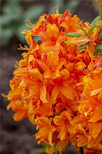 Rhododendron lut. 'Golden Eagle' Sommergrüne Azalee 40-60cm im Topf gewachsen von PlantaPro