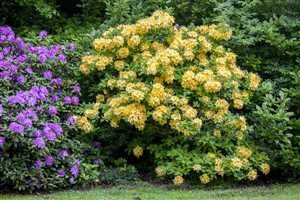 Rhododendron lut. 'Goldpracht' Sommergrüne Azalee 40-60cm im Topf gewachsen von PlantaPro