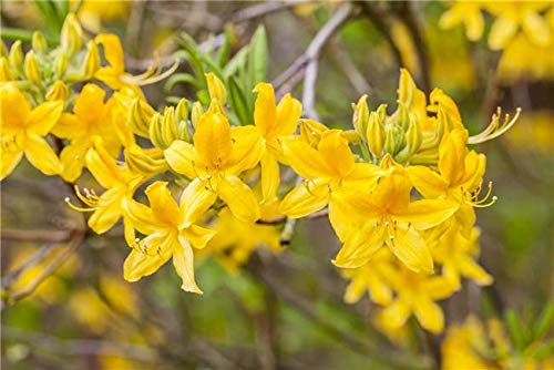 Rhododendron lut. 'Goldtopas' Sommergrüne Azalee 40-60cm im Topf gewachsen von PlantaPro