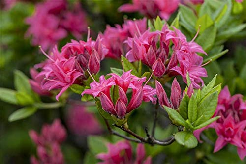 Rhododendron 'Homebush' 40–60 cm – Winterhart, Mehrjährig – Sommergrüne Azalee – Blütenstrauch für Garten & Kübel von PlantaPro