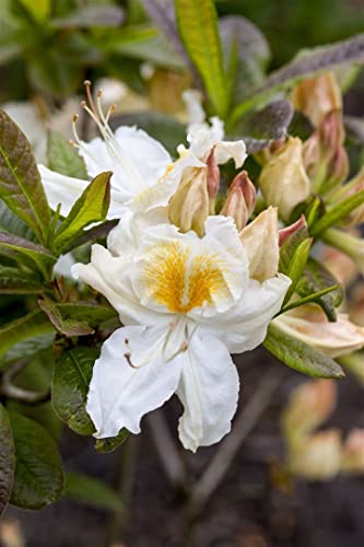 Rhododendron luteum 'Möwe' 40-50 cm - Gelber Rhododendron, duftende gelbe Blüten, Blütezeit Mai-Juni, ideal für Halbschatten, bienenfreundlich, winterhart von PlantaPro
