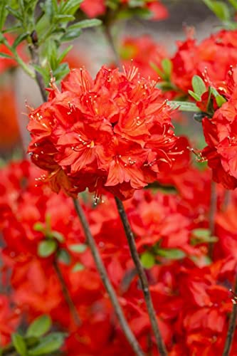 Rhododendron luteum 'Nabucco' 30-40 cm - Rhododendron, leuchtend rote Blüten, Blütezeit Mai-Juni, ideal für Rabatten, winterhart und pflegeleicht von PlantaPro