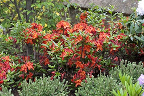 Rhododendron lut. 'Parkfeuer' Sommergrüne Azalee 40-60cm im Topf gewachsen von PlantaPro