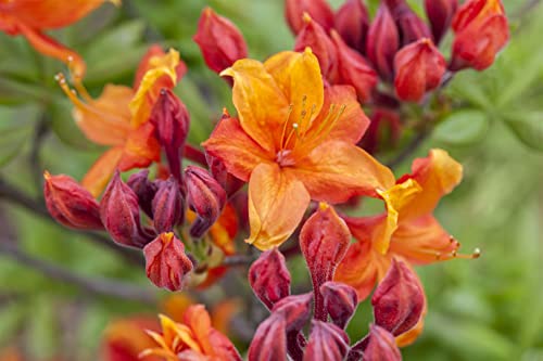 Rhododendron luteum 'Sunny Boy' 30-40 cm - Gelber Rhododendron, leuchtend gelbe Blüten, Blütezeit Mai-Juni, ideal für Rabatten, bienenfreundlich, winterhart von PlantaPro
